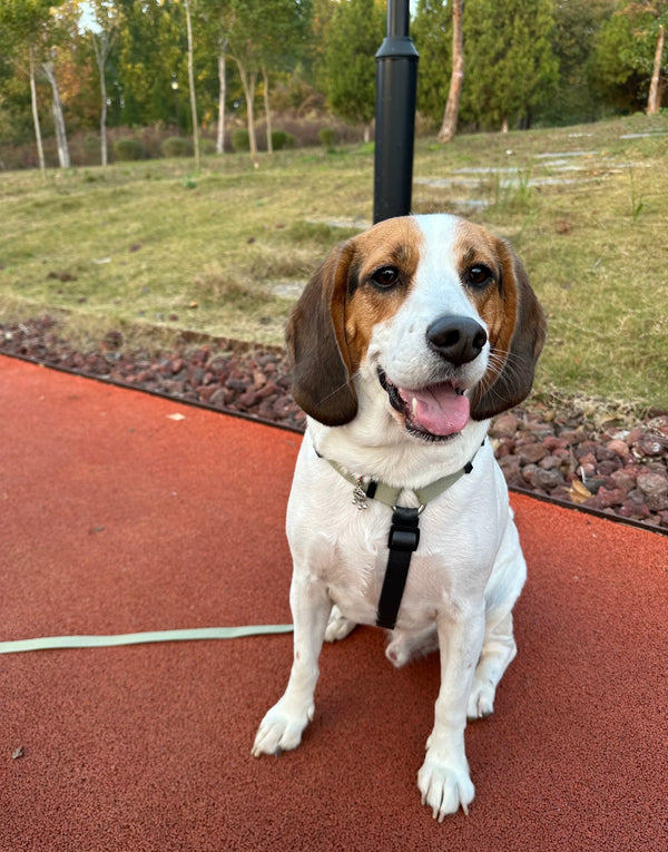 Ready for every walk.
