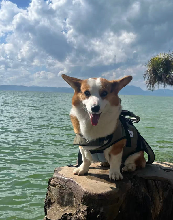From mountain trails to sandy beaches, they're always by your side.