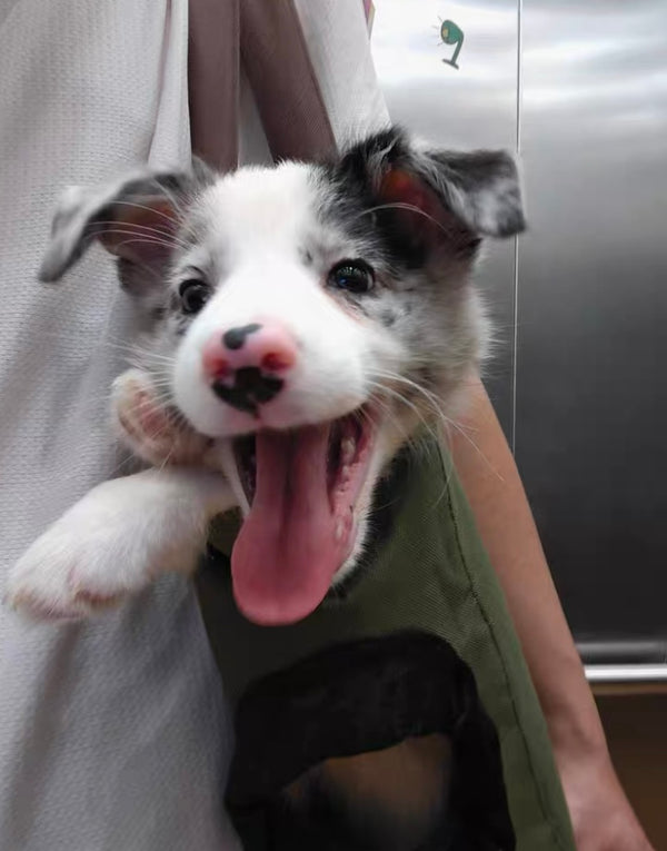 Let your pet stay close and enjoy every journey.
