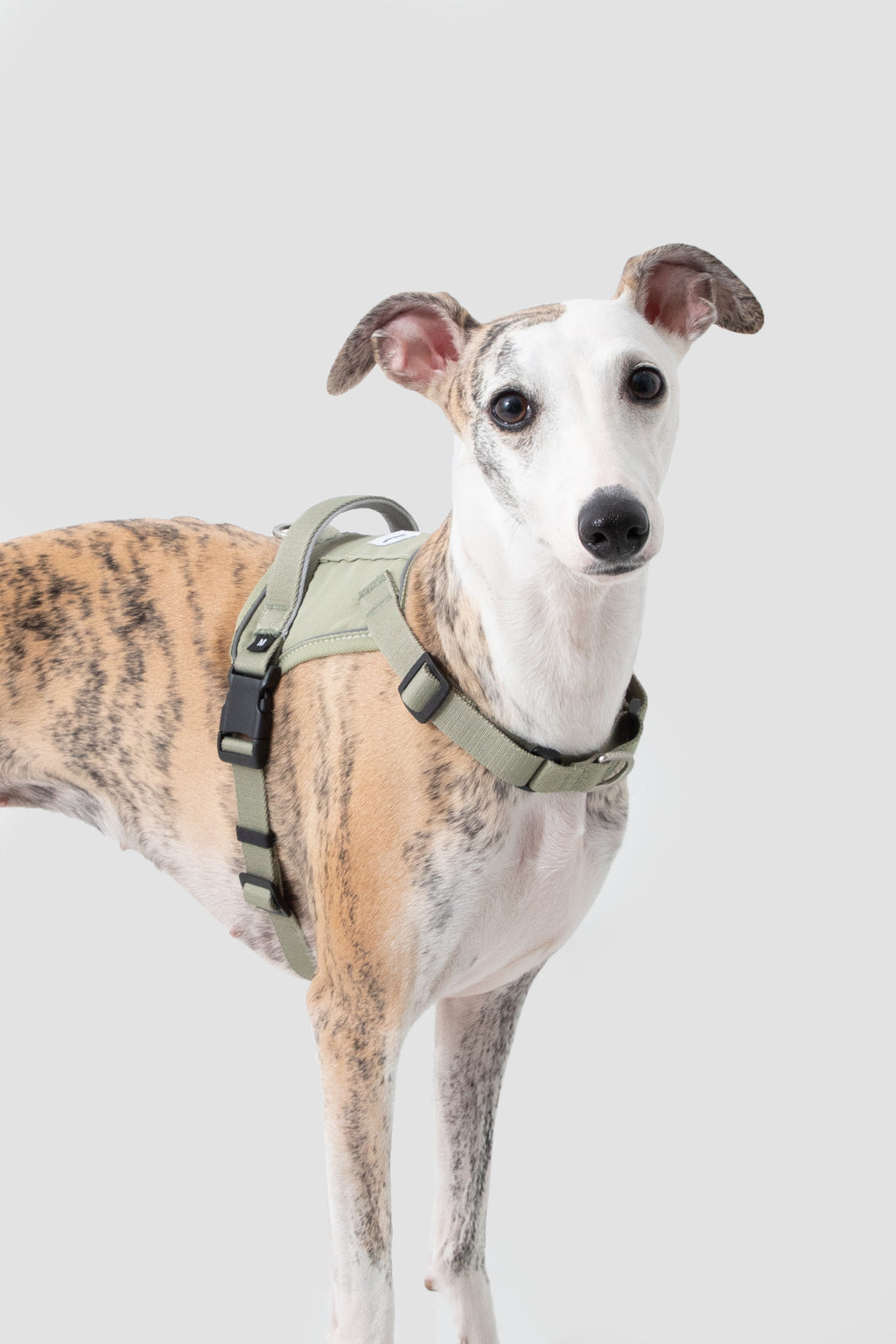 Dog wearing a quick-fit no pull harness