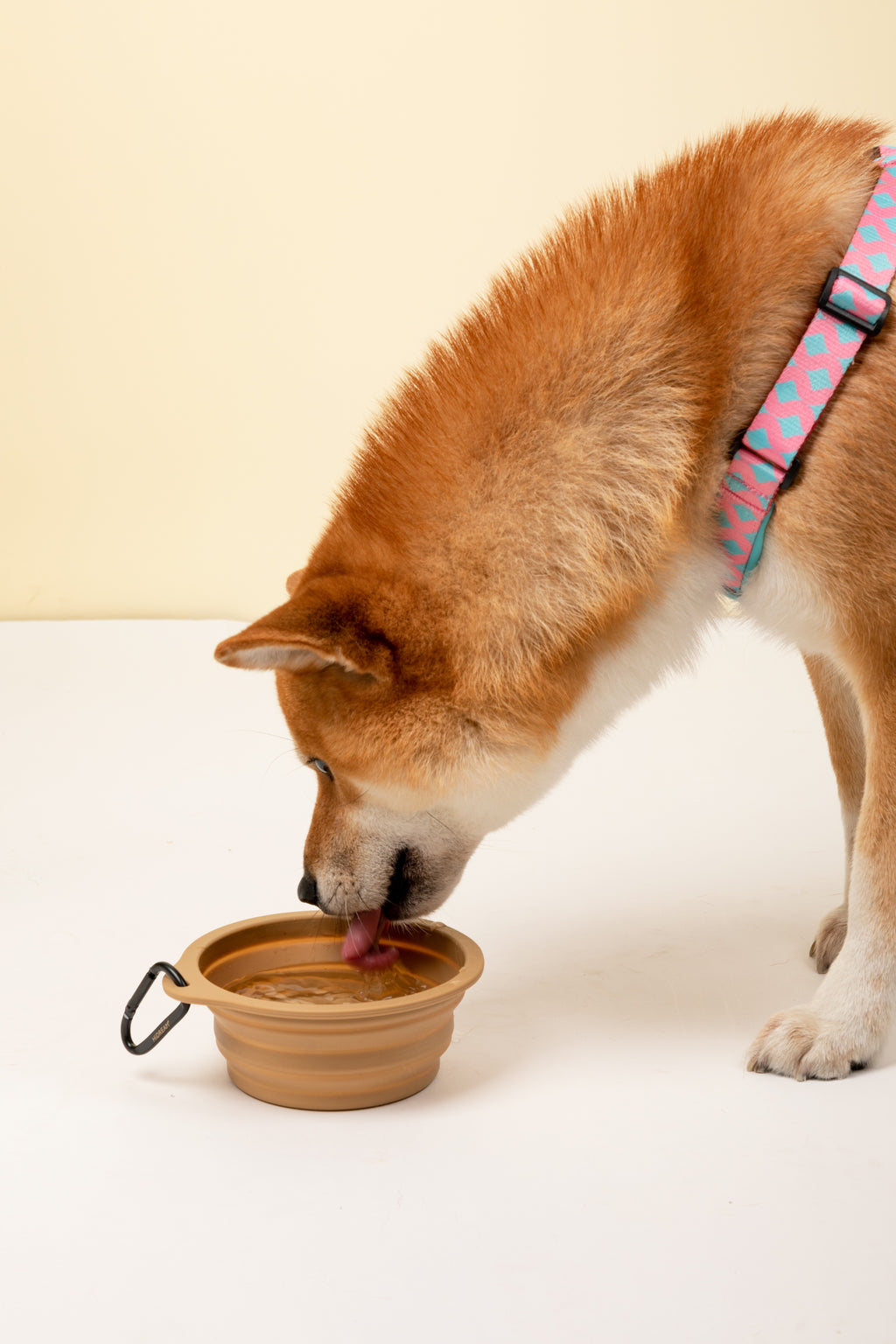 Portable brown collapsible silicone pet bowl for dogs and cats with carabiner clip