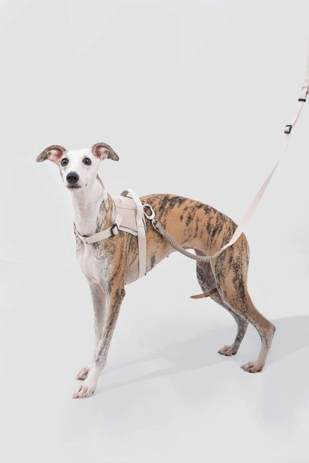 Dog walking with a quick-fit no pull harness