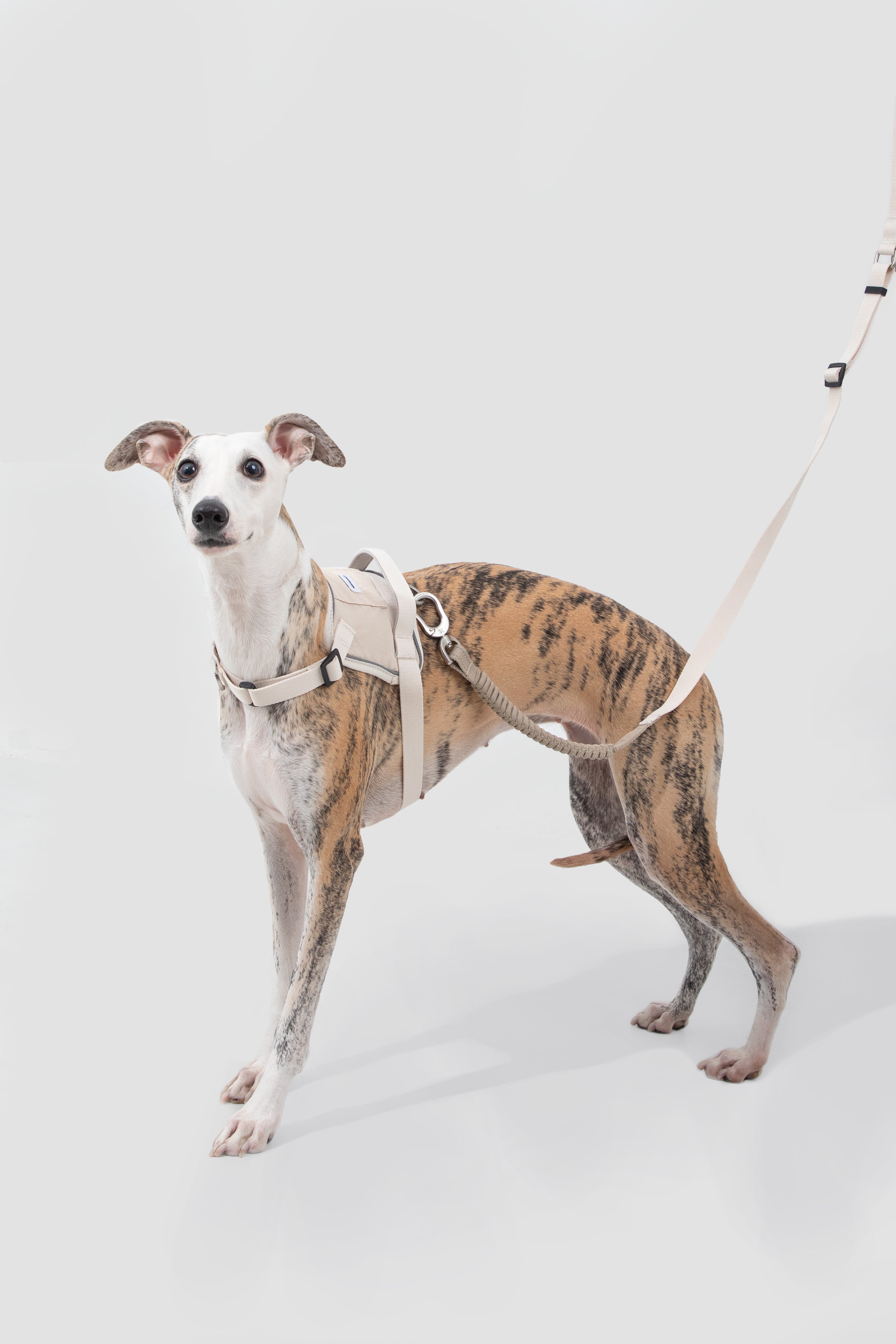 Dog walking with a quick-fit no pull harness