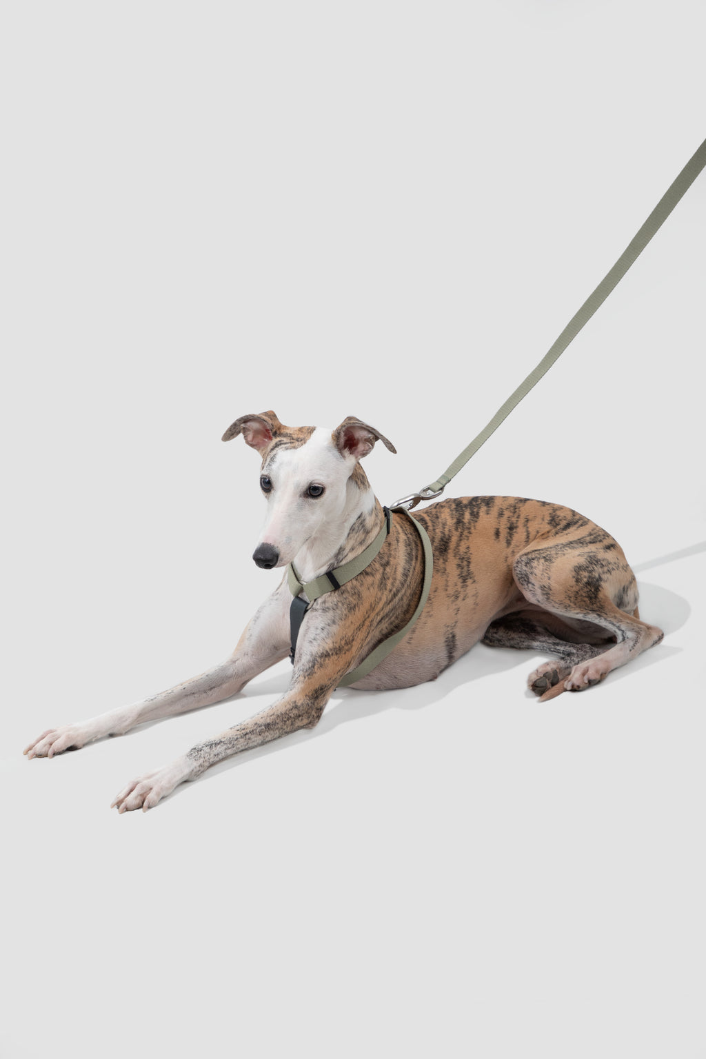 Dog wearing a comfortable H-style harness while resting