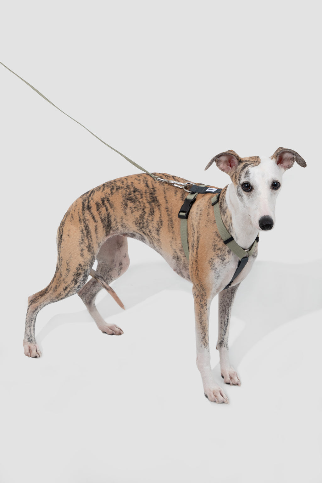 dog-wearing-h-style-harness-standing