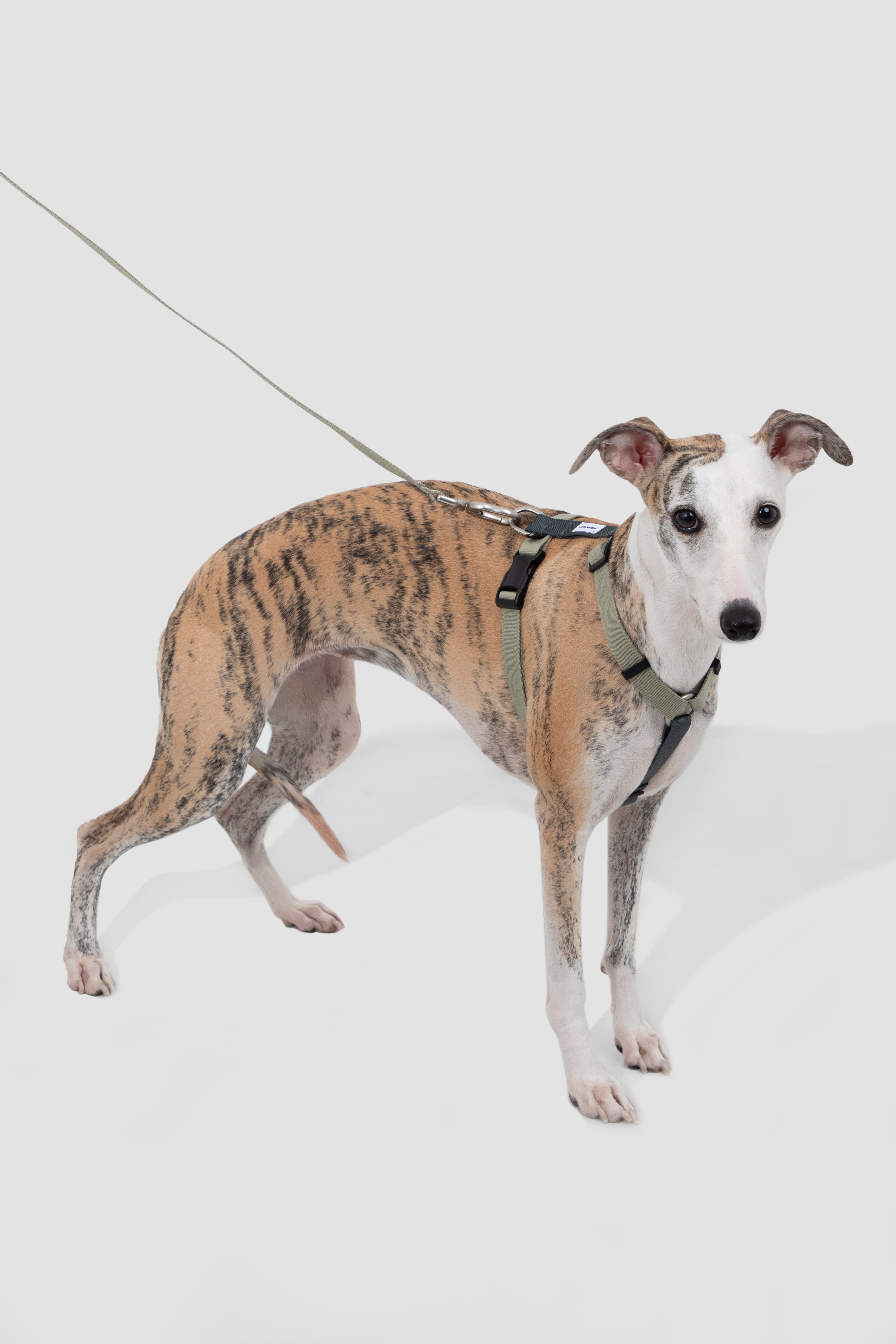 dog-wearing-h-style-harness-standing