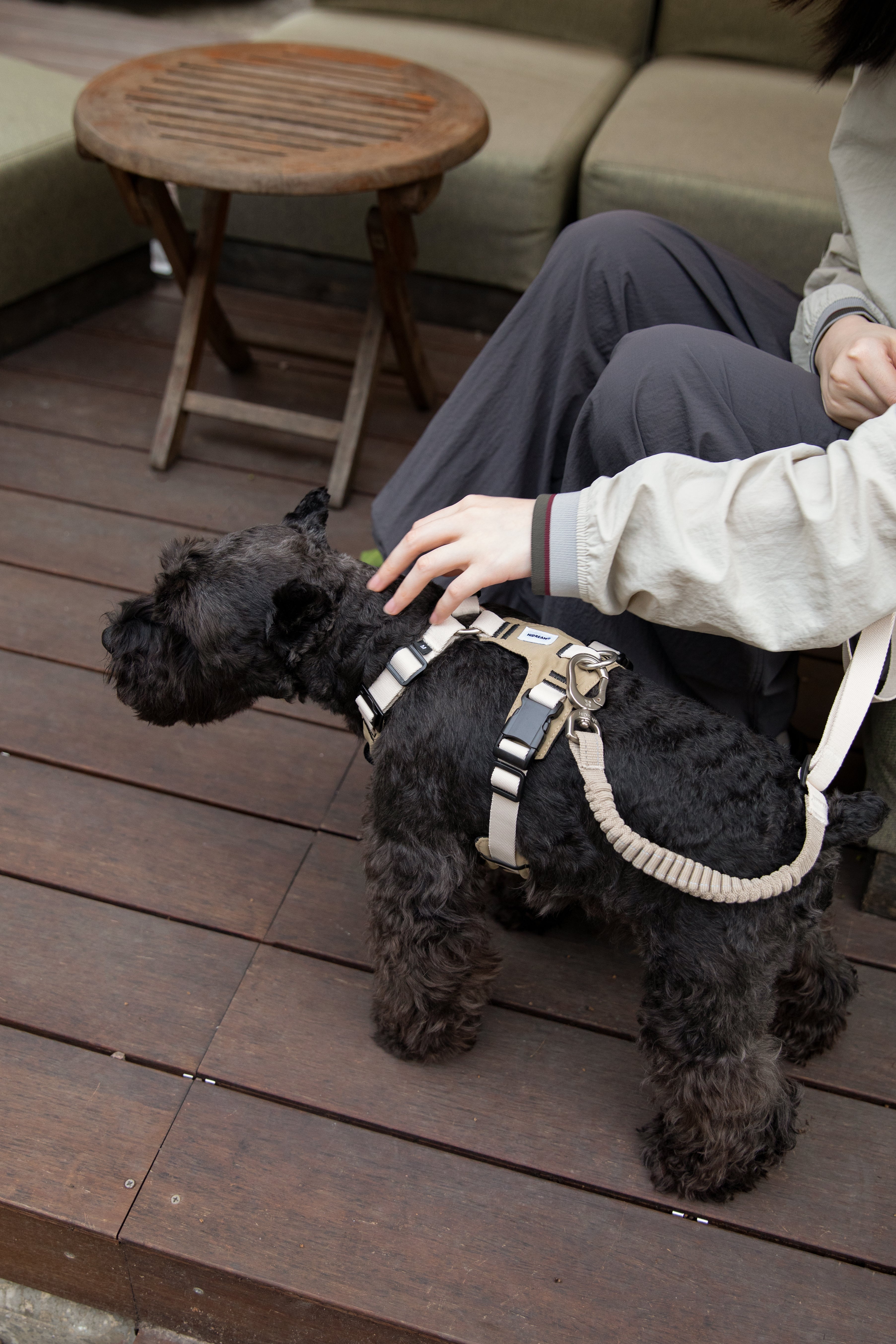 Dog relaxing outdoors while wearing a pressure relief harness
