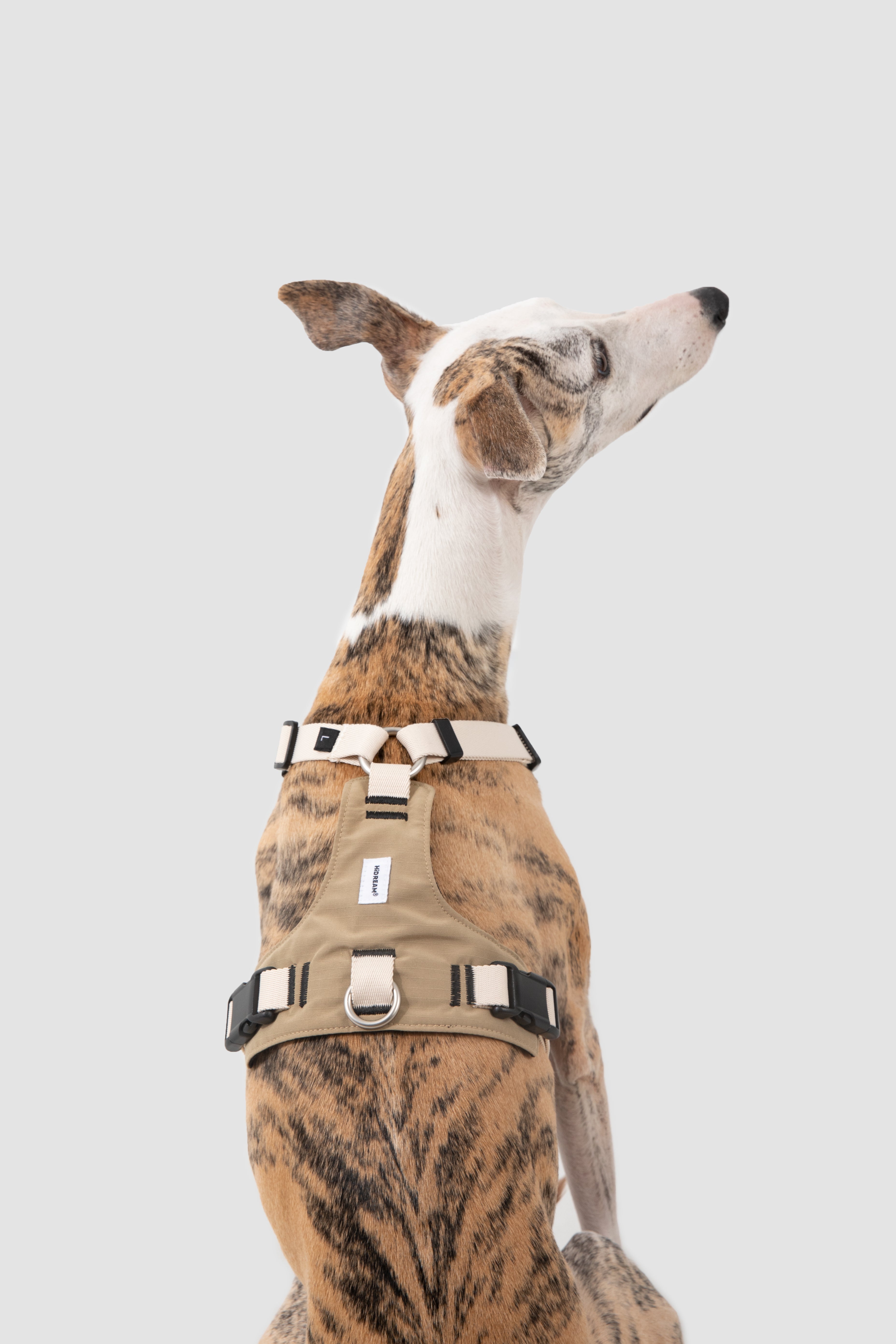 Dog wearing a pressure relief harness for comfortable daily walks